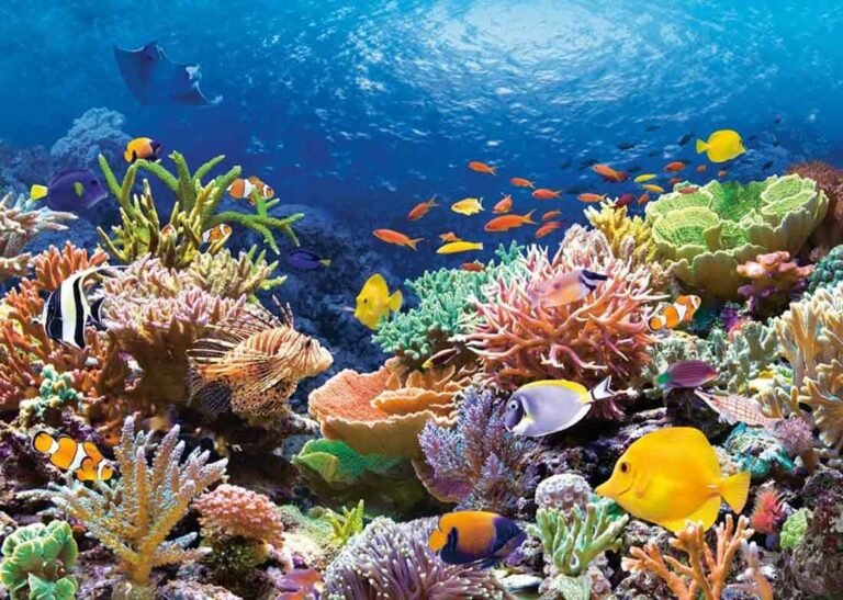 Arrecifes de coral - Qué son, características, formación - The Free Nature