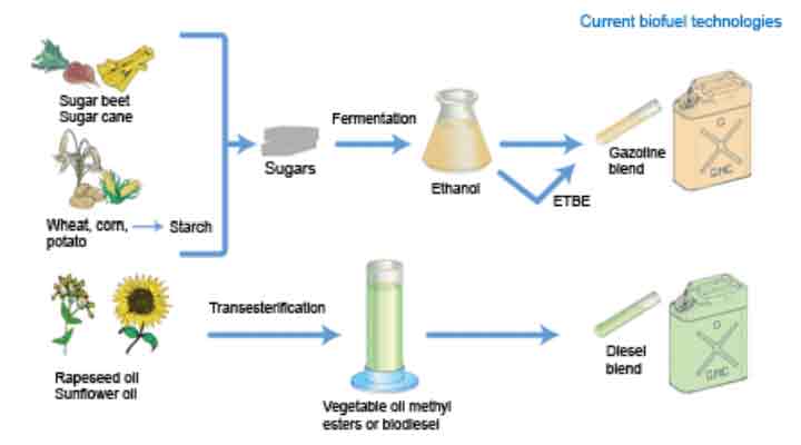 Proceso de fermentación alcohólica, biomasa