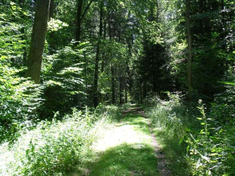 Bosque de frondosas mixto Características, flora The Free Nature