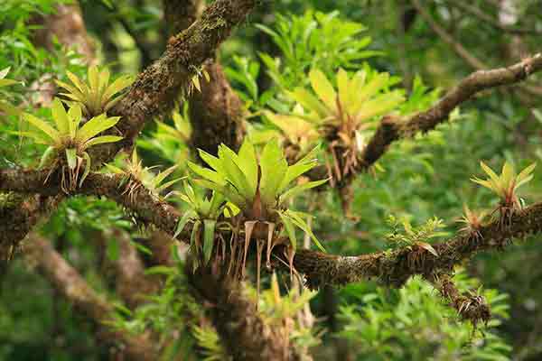 Bromelia