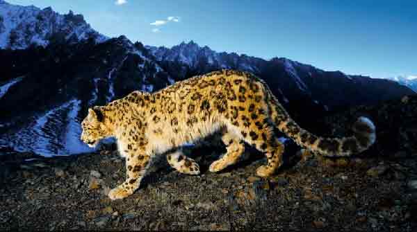 Leopardo de montaña