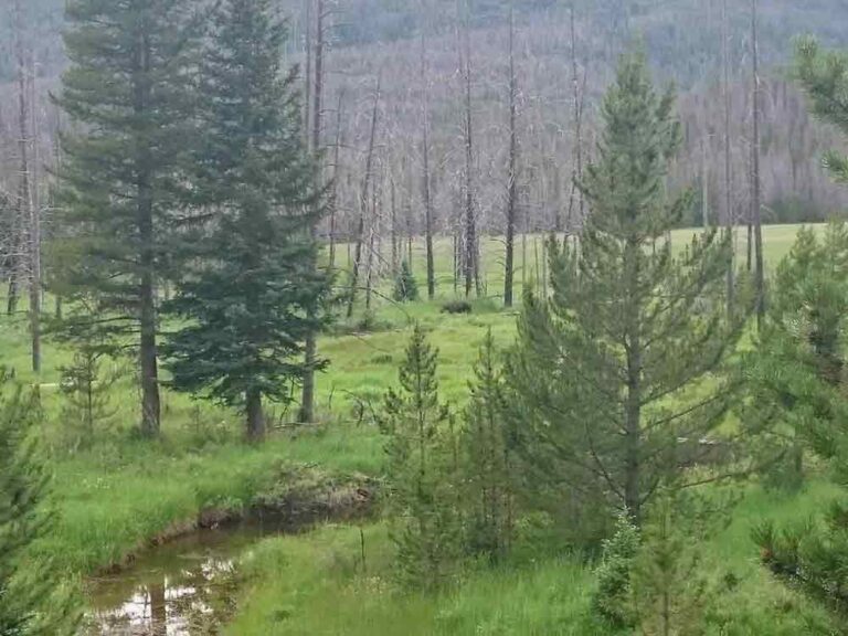 Bosque de frondosas templado Características, flora The Free Nature