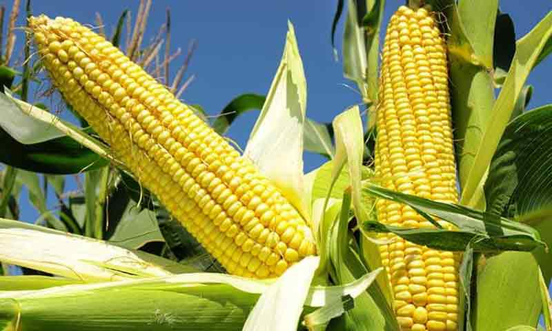Cultivo de maíz, biomasa producida