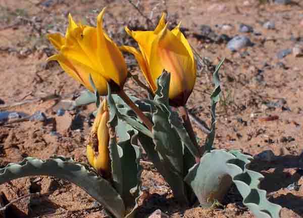 Tulipán del desierto