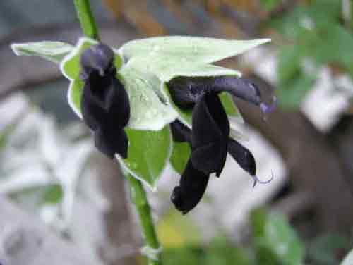 Salvia negra