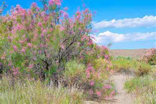 Desierto semiárido - Características, flora, fauna - The Free Nature
