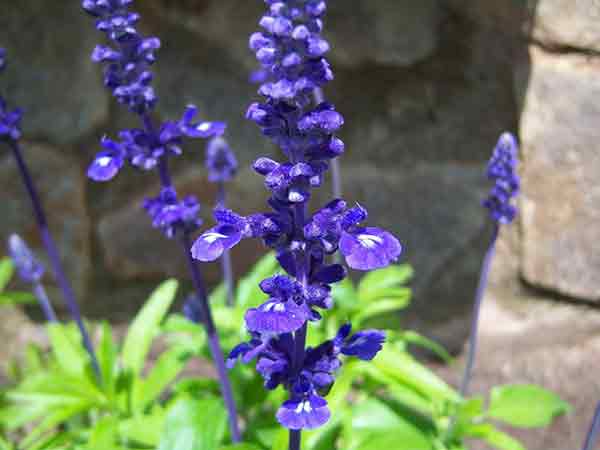 Salvia azul