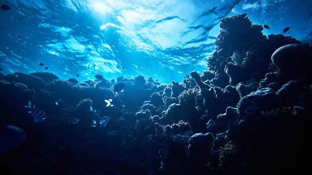 Fondo marino y mar profundo