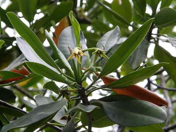 Mangle rojo (rhizhophora mangle)