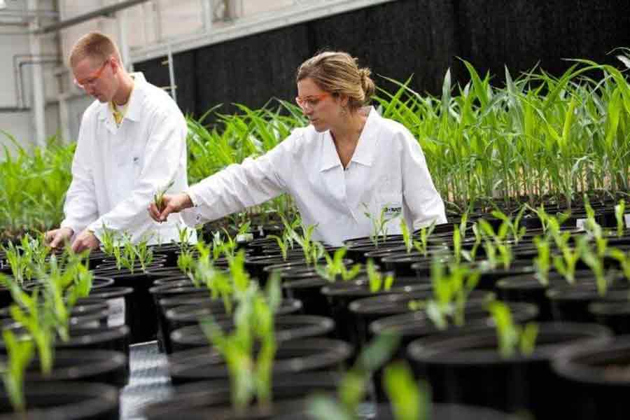 Plantas modificadas genéticamente