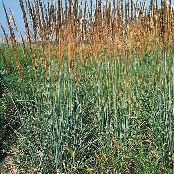 Hierba india (indian grass)