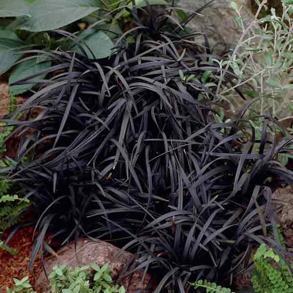 Grama negra (blackgrass)