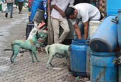 Perros azules alrededor del Río Kasadi, Bombay