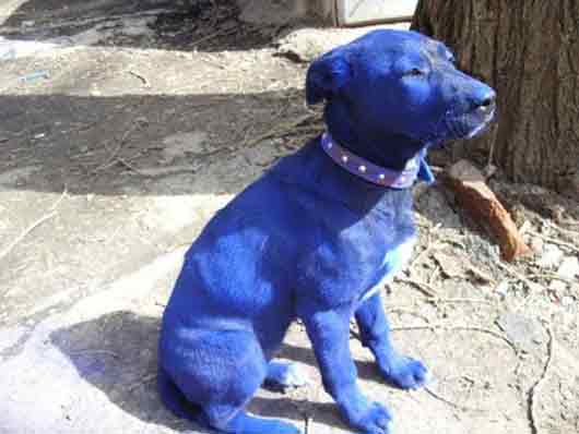 Perro azul alrededor del Río Kasadi, Bombay