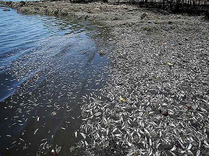 Una masiva cantidad de peces muertos en el Río Misisipi