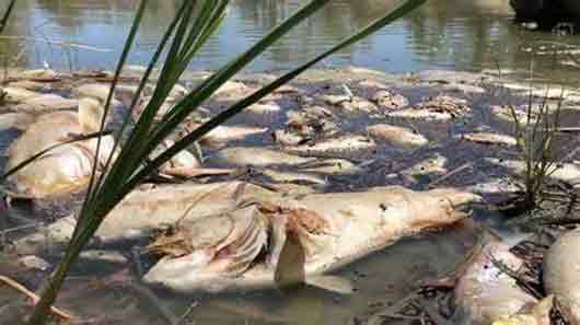 Muerte masiva de peces en el Río Murray-Darling