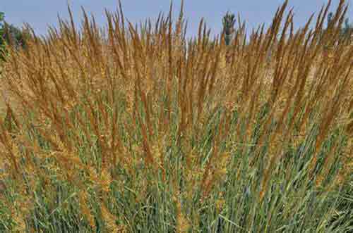 Hierba india (indian grass)