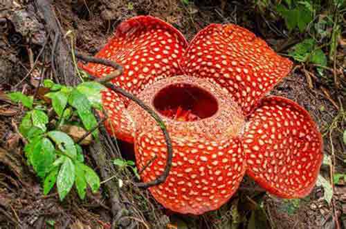 Rafflesia gigante
