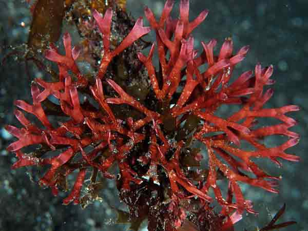Alga roja