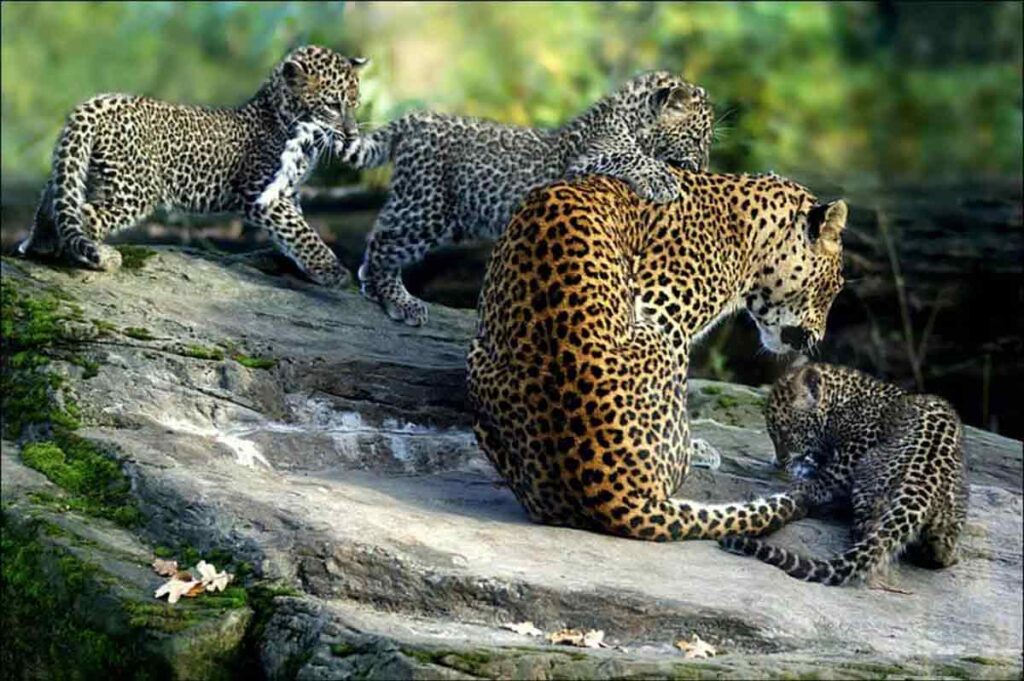 Familia de jaguares en la selva