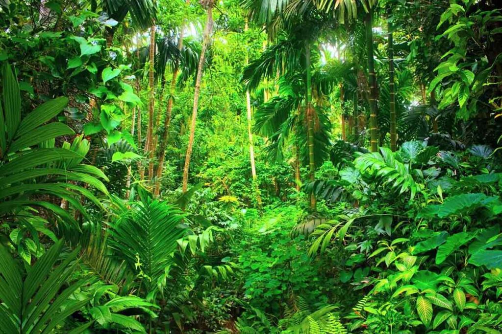 Bosque Tropical Características Flora Fauna The Free Nature 
