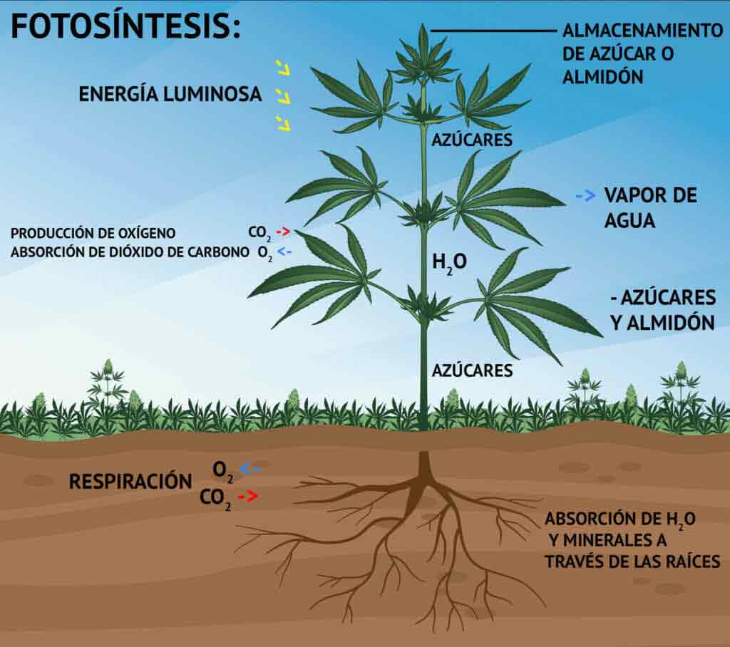 Ejemplo del proceso de la fotosíntesis