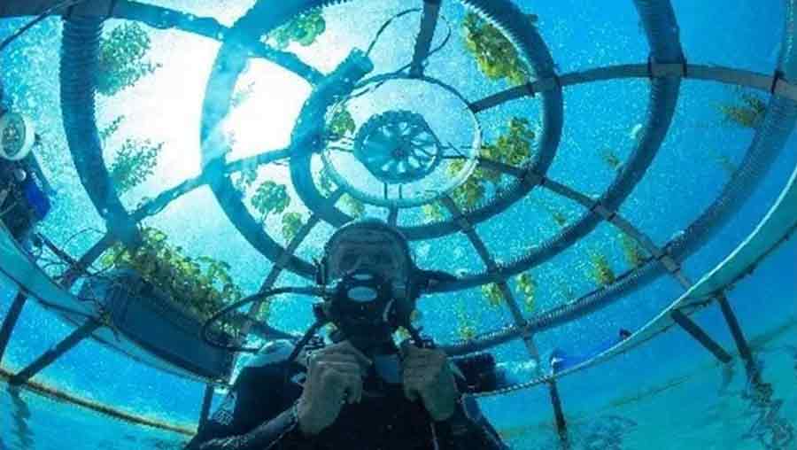 Biosfera subacuática de Nemo's Garden