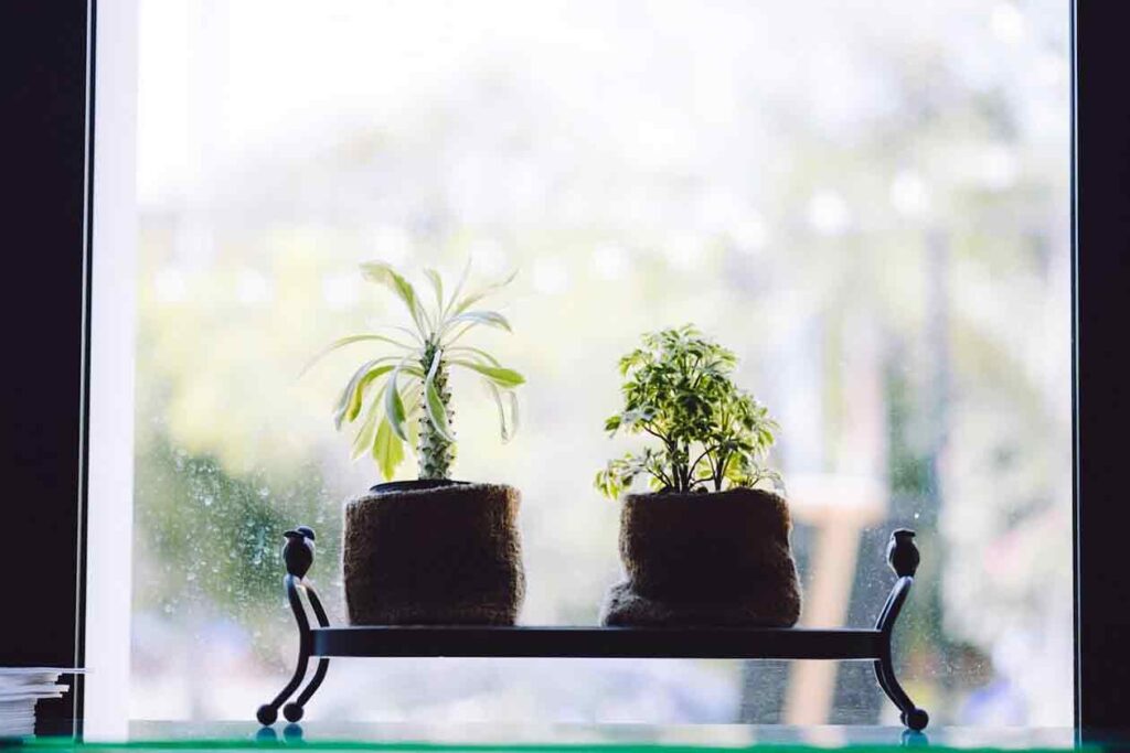 Plantas para el interior del hogar