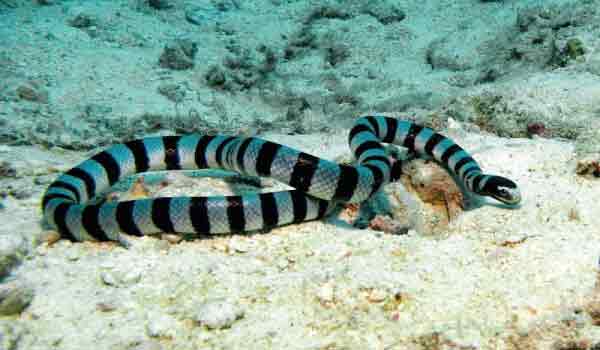 Serpiente marina (hydrophiinae)