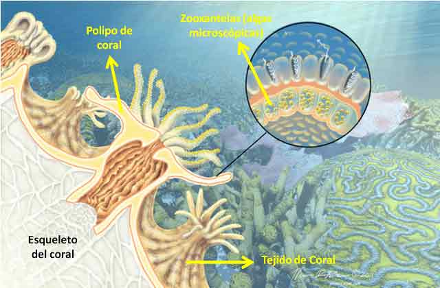 Pólipo coralino y zooxantela (imagen descriptiva)